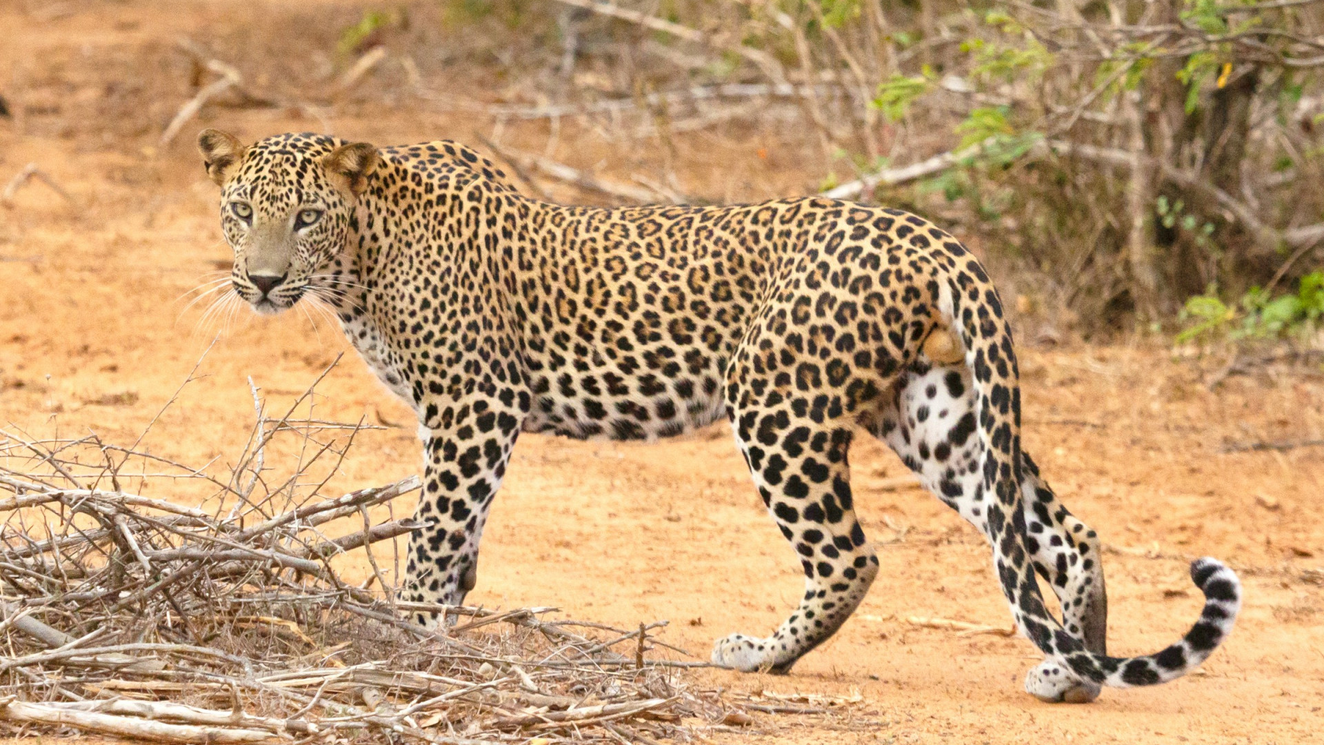 Leopard Safari in Yala National Park
