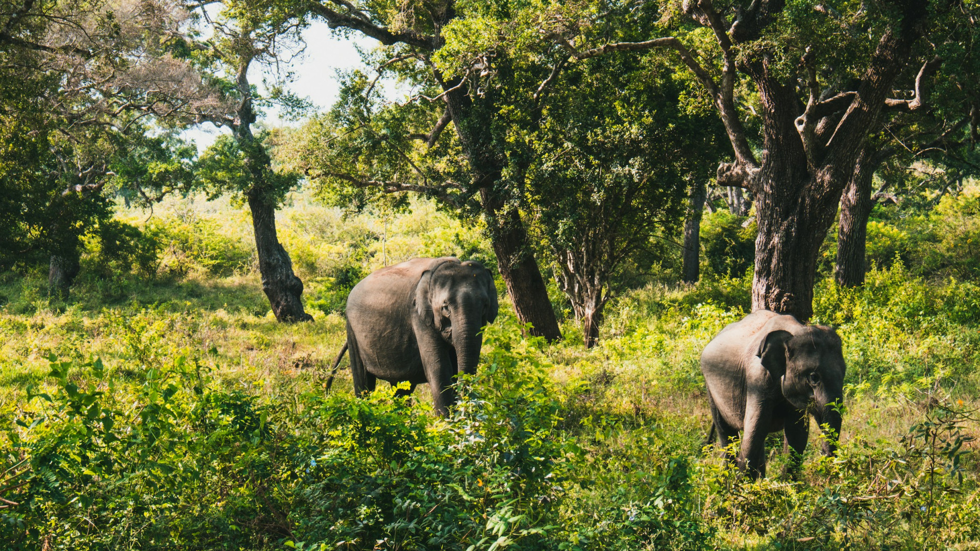 Yala National Park