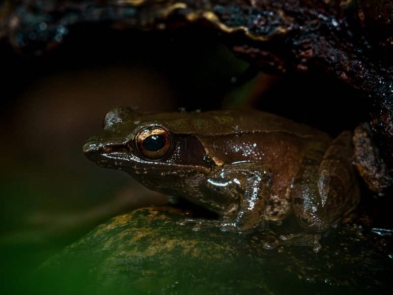 Sinharaja Forest Reserve